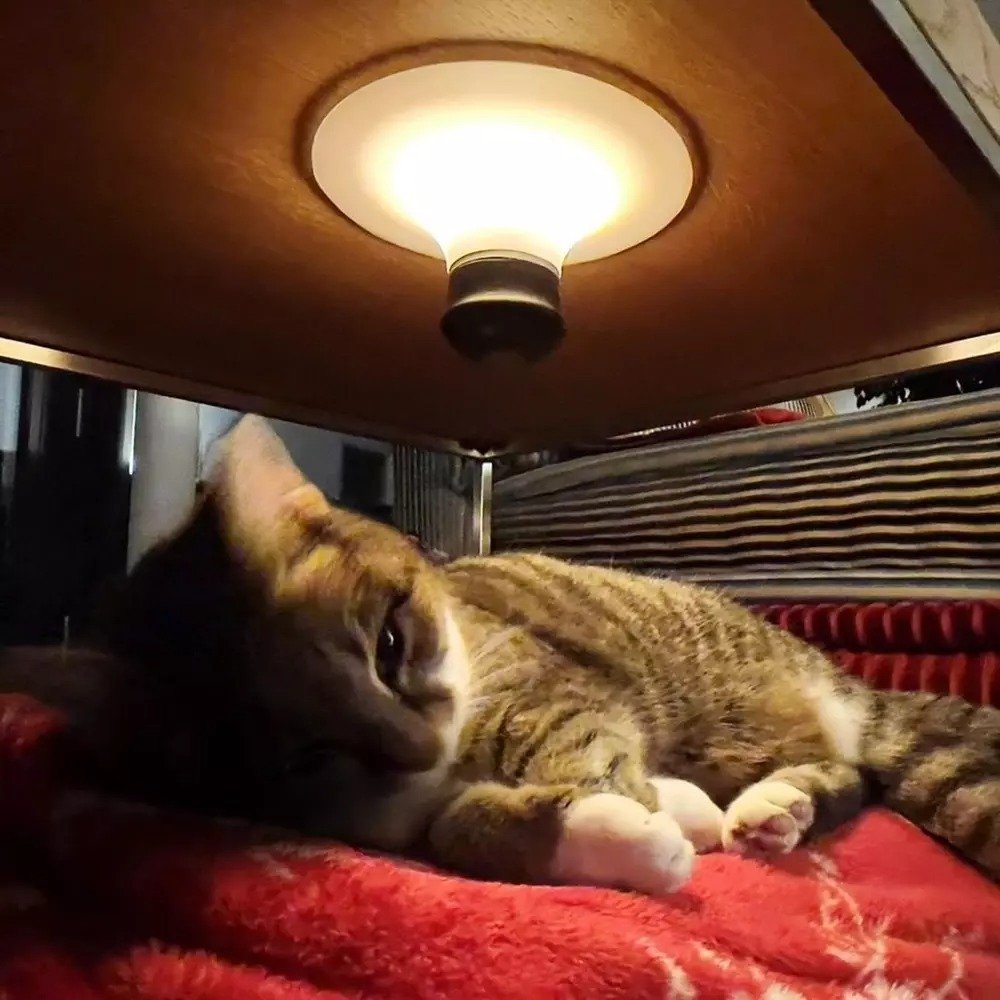 Veilleuse à ventouse à induction rechargeable créative