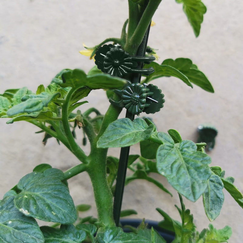 Support orchidée Phalaenopsis