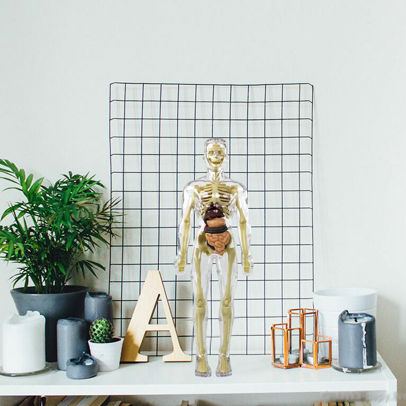 🫀Modèle de torse de corps humain 3D pour squelette de modèle d'anatomie d'enfant🩺